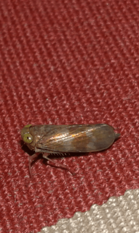 Cicadellidae : Jikradia olitoria? S